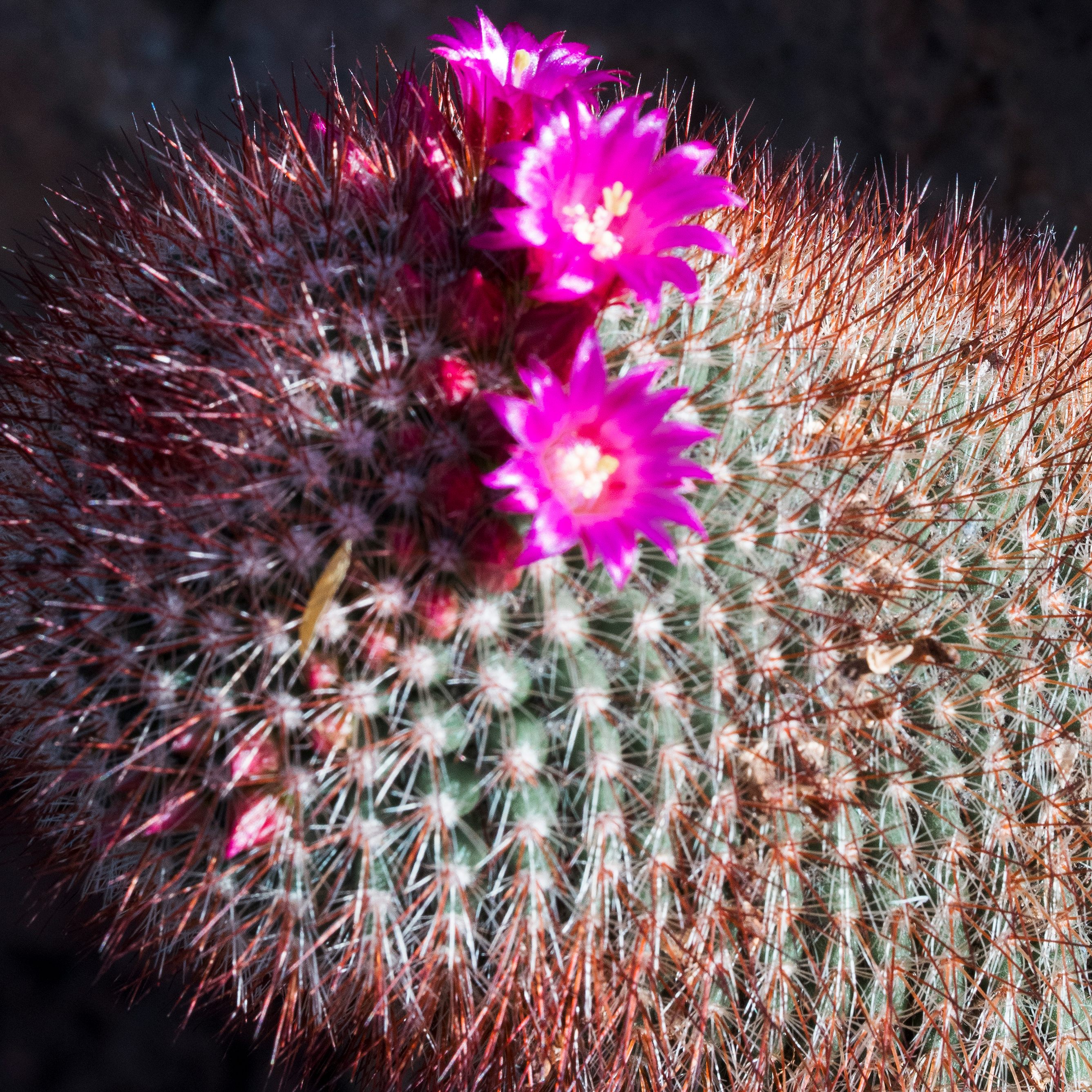 Cactus with Pink Flowers